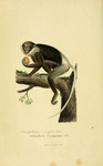 Purple-faced langur (Semnopithecus vetulus)