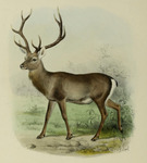 Kashmir stag (Cervus hanglu hanglu)