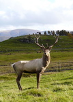 Central Asian red deer (Cervus hanglu)