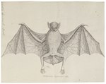 Vespertilio leporinus = greater bulldog bat (Noctilio leporinus)