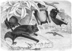 Wasserfledermaus = Daubenton's bat (Myotis daubentonii)
