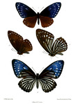 Papilio paradoxus Race telearchus = great blue mime (Papilio paradoxa)