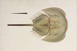 Tachypleus tridentatus, male = tri-spine horseshoe crab