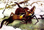 Painting of kharzas attacking a musk deer - Amur yellow-throated marten (Martes flavigula boreal...
