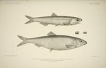 European anchovy (Engraulis encrasicolus) & Atlantic herring (Clupea harengus)