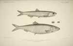 European anchovy (Engraulis encrasicolus) & Atlantic herring (Clupea harengus)