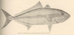 Seriola purpurascens = greater amberjack (Seriola dumerili)