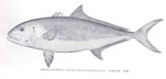 Seriola lalandi = greater amberjack (Seriola dumerili)