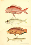 ...lar crumenophthalmus). 3. coney (Cephalopholis fulva) 4. Peruvian anchoveta (Engraulis ringens).