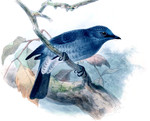 Stoparola sordida = dull-blue flycatcher (Eumyias sordidus)