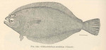 Pacific sanddab (Citharichthys sordidus)