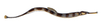 Greater pipefish (Syngnathus acus)