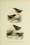 ...pitta (Pitta megarhyncha), Papuan pitta (Erythropitta macklotii), Sulawesi pitta (Erythropitta c