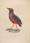 Pitta macklotii = Papuan pitta (Erythropitta macklotii)