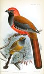 Whitehead's trogon (Harpactes whiteheadi)