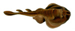 Tasmanian numbfish (Narcine tasmaniensis)