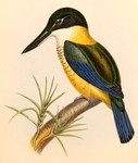 Halcyon vagans = Todiramphus sanctus (Sacred Kingfisher)