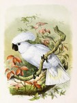 Cacatua cristata = Cacatua alba (White cockatoo)