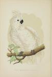 Great White-crested Cockatoo = Cacatua alba (White cockatoo)