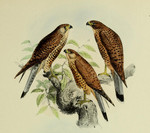Spotted kestrel (Falco moluccensis)