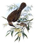 Buru friarbird, black-faced friarbird (Philemon moluccensis)
