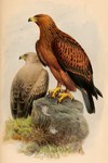 Aquila naevioides = tawny eagle (Aquila rapax)