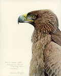 Tawny eagle (Aquila rapax)