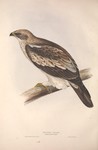 Aquila pennata = booted eagle (Hieraaetus pennatus)