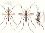 Aedes aegypti (yellow fever mosquito)