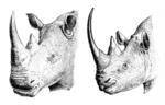 Heads of white rhinoceros (Ceratotherium simum) (left) and black rhino (Diceros bicornis)