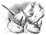 Heads of Rhinos: white rhinoceros (Ceratotherium simum) (top); black rhino (Diceros bicornis) (b...