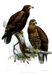 Aquila hastata = Indian spotted eagle (Clanga hastata)