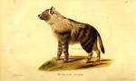 Hyaena fusca = Parahyaena brunnea (brown hyena)