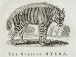 Striped hyena (Hyaena hyaena)