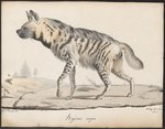 Hyaena striata = striped hyena (Hyaena hyaena)