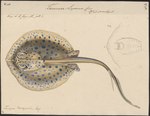 Bluespotted ribbontail ray (Taeniura lymma)