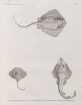 ...raletus), Rhinobatus cemiculus = blackchin guitarfish (Rhinobatos cemiculus)