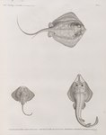 Trygon lymma = bluespotted ribbontail ray (Taeniura lymma), Raya biocularis = brown ray (Raja mi...