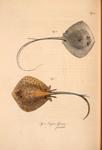 Trigon forskali = cowtail stingray (Pastinachus sephen), Trigon lymma = bluespotted ribbontail r...