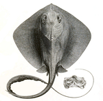 Trygon sephen = cowtail stingray (Pastinachus sephen)