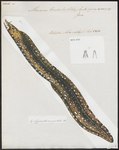Muraena pardalis = leopard moray eel (Enchelycore pardalis)