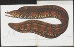 Muraena pardalis = leopard moray eel (Enchelycore pardalis)