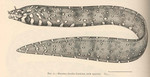 Muraena kauila = leopard moray eel (Enchelycore pardalis)