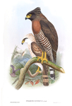 Sulawesi serpent eagle (Spilornis rufipectus)