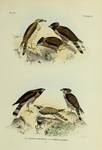 Sulawesi serpent eagle (Spilornis rufipectus) subspecies