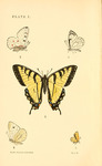 2. Parnassius smintheus (Rocky Mountain apollo); 3. Neophasia menapia (pine white); 1. Papilio t...