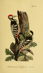 Picus leuconotus = white-backed woodpecker (Dendrocopos leucotos)