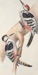 Picus leuconotus = white-backed woodpecker (Dendrocopos leucotos)
