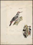 Picus leuconotus = white-backed woodpecker (Dendrocopos leucotos)