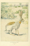 Antelope jackrabbit (Lepus alleni)
